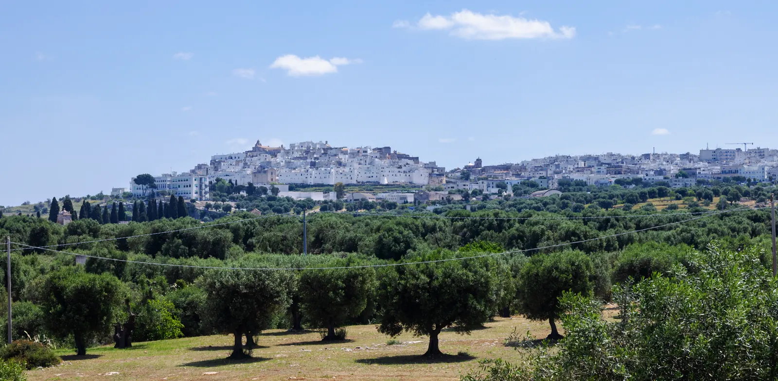 The white town of Ostuni on its hill above the olive groves